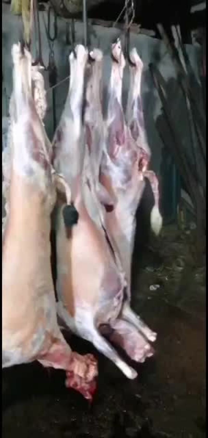 羊白条，鲜羊肉，纯干无水。全国配送，需要的联系