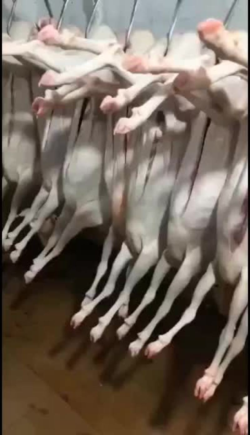 羊白条，鲜羊肉，纯干无水。全国配送，需要的联系