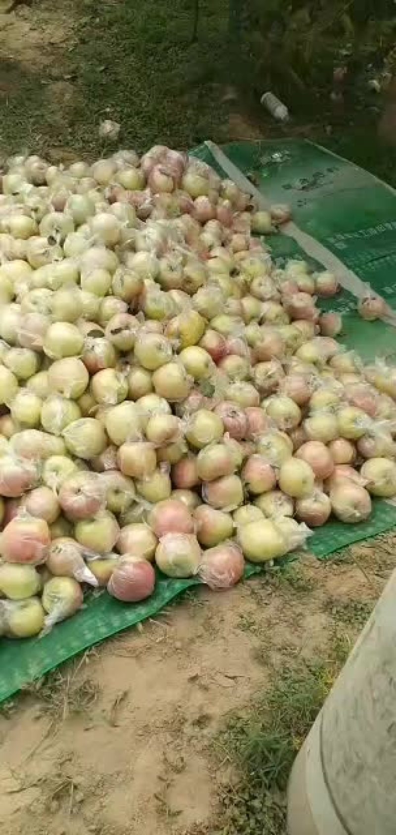 信农甜，长枝富士，脆甜多汁