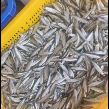 原生态水库饮用水小白条