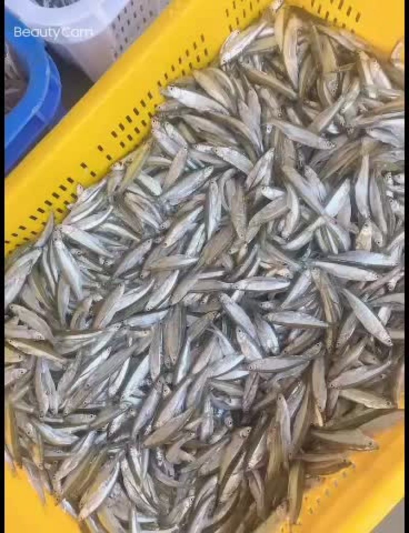 原生态水库饮用水小白条