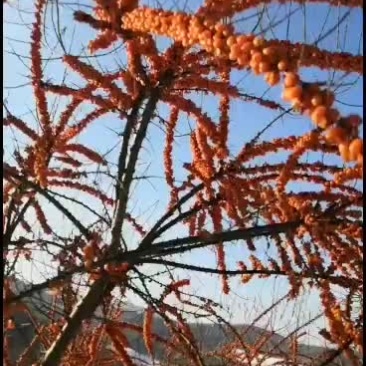 俄罗斯大果深秋红沙棘果