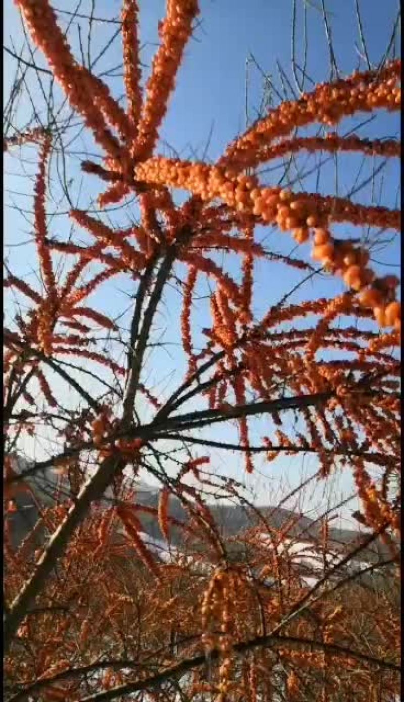 俄罗斯大果深秋红沙棘果