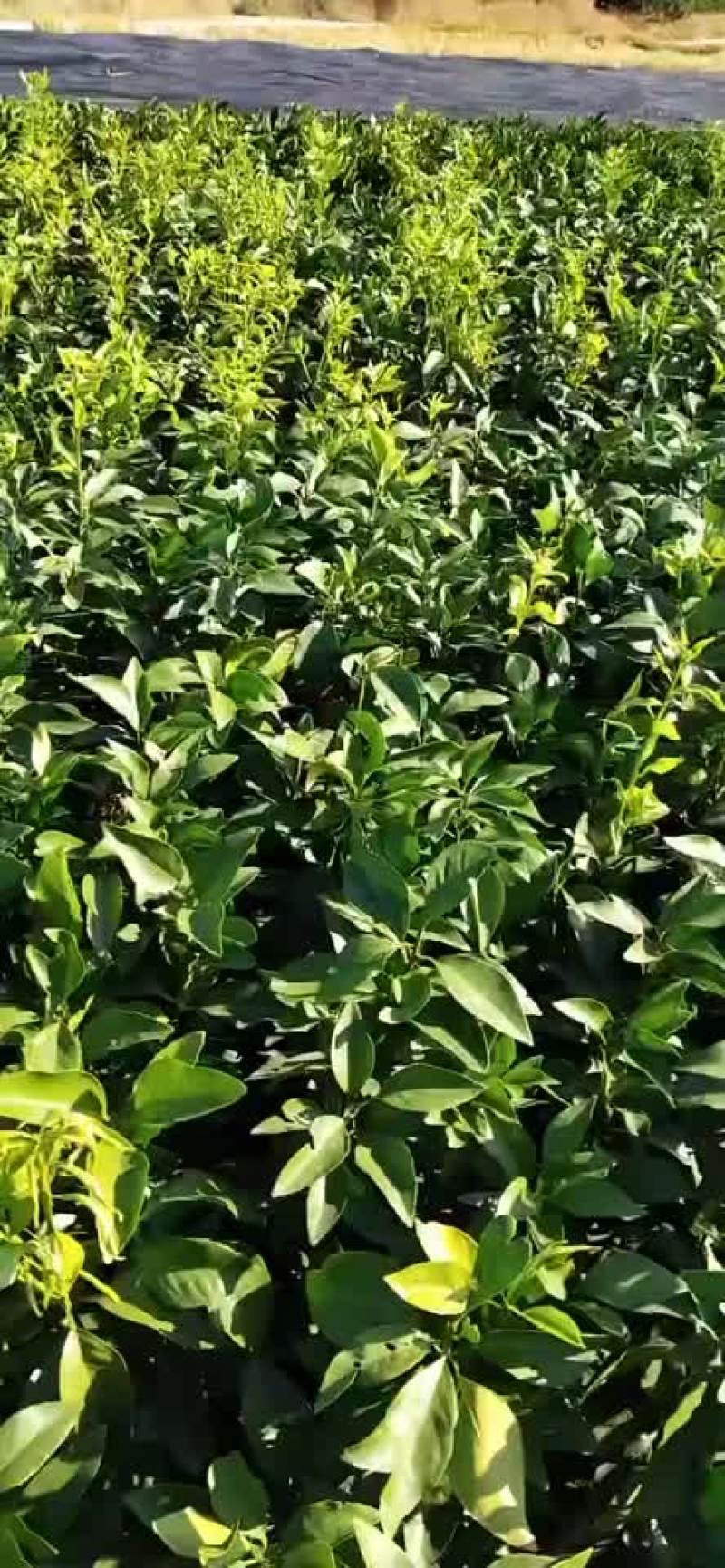 早熟晚熟蜜橘苗销售