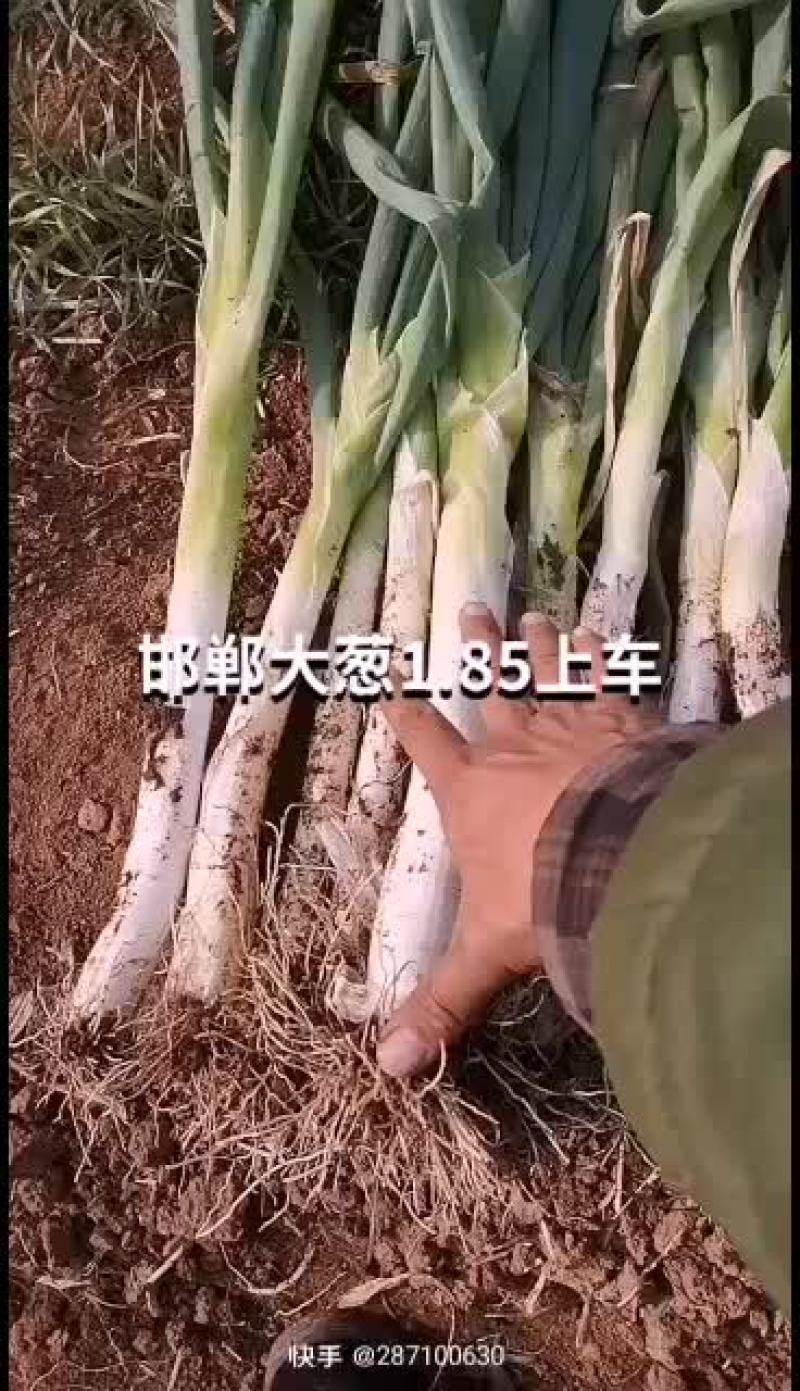 邯郸大葱，永年区顾小营