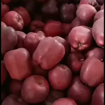 花牛口感好，现有一万多斤
