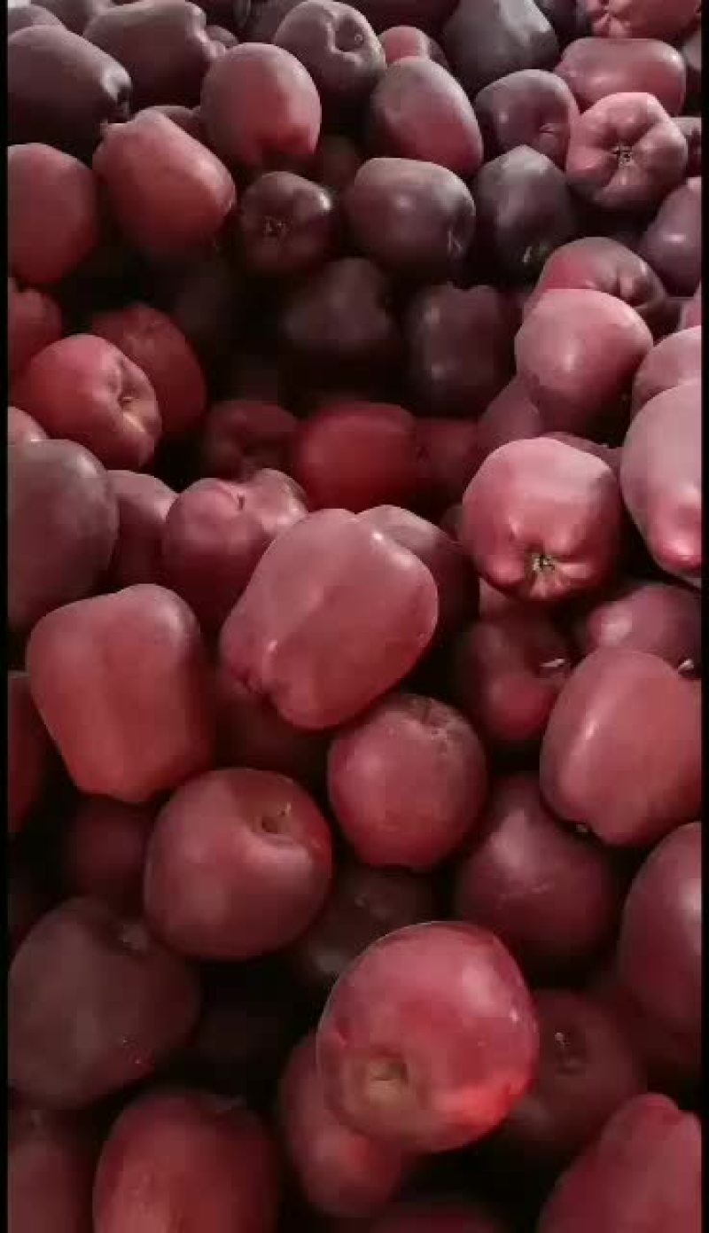 花牛口感好，现有一万多斤