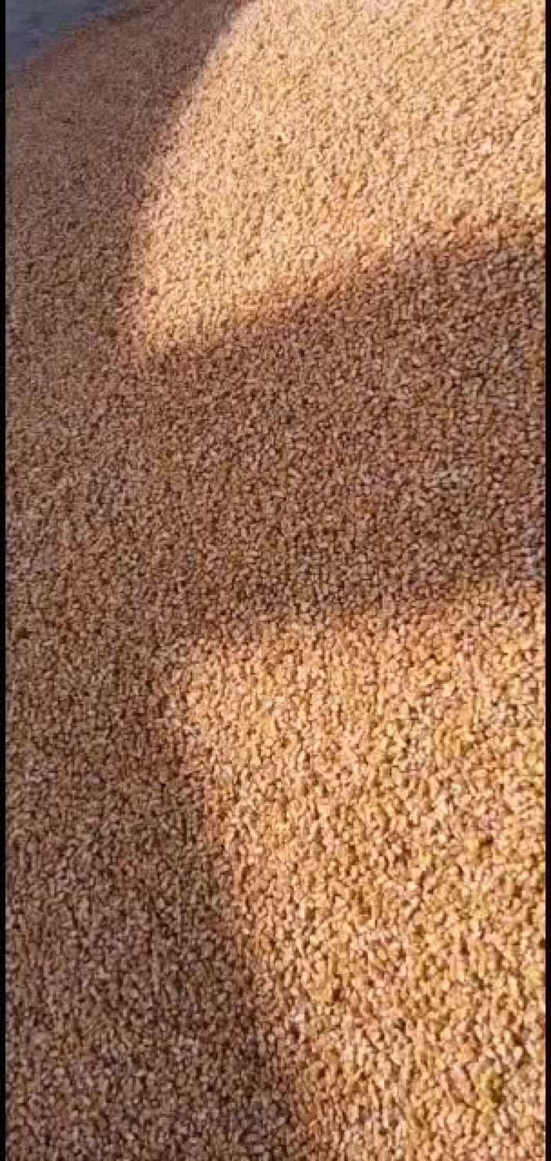 今年玉米大量上市价格美丽