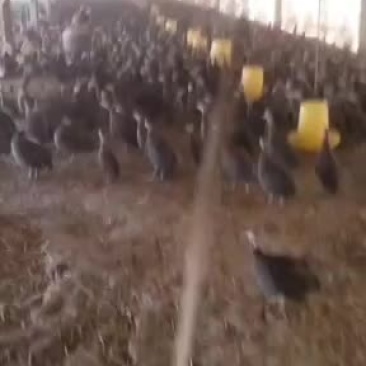 珍珠鸡养殖场，珍珠鸡价格自养自销，全国发货