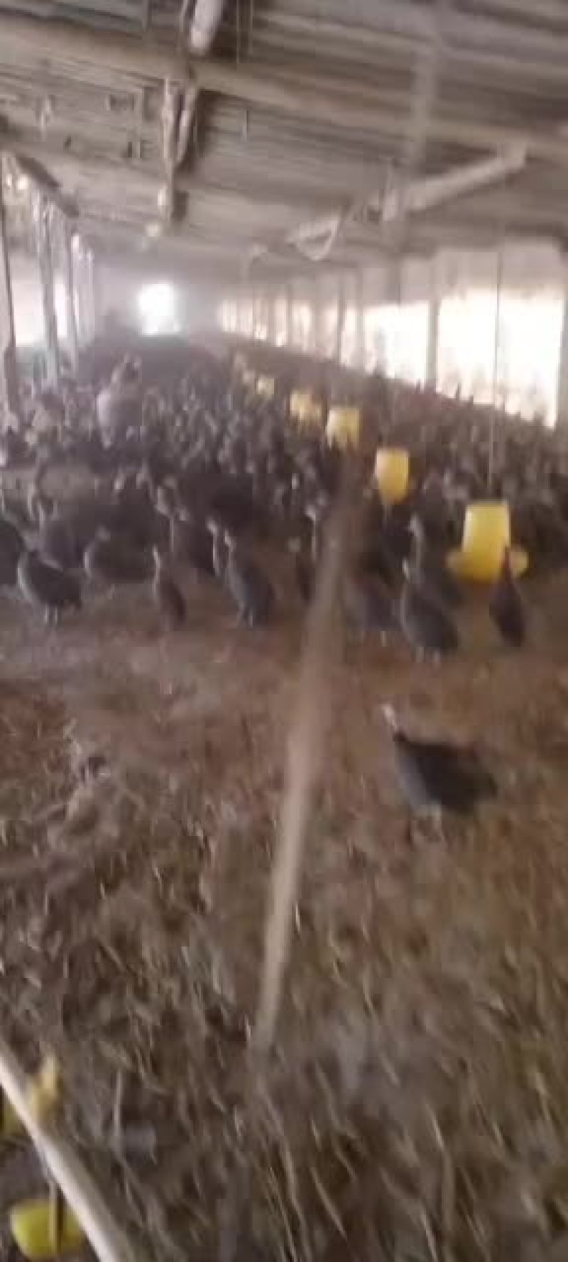 珍珠鸡养殖场，珍珠鸡价格自养自销，全国发货