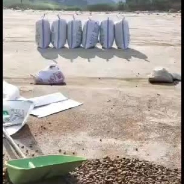 越南茶油籽，大量批发，欢迎选购