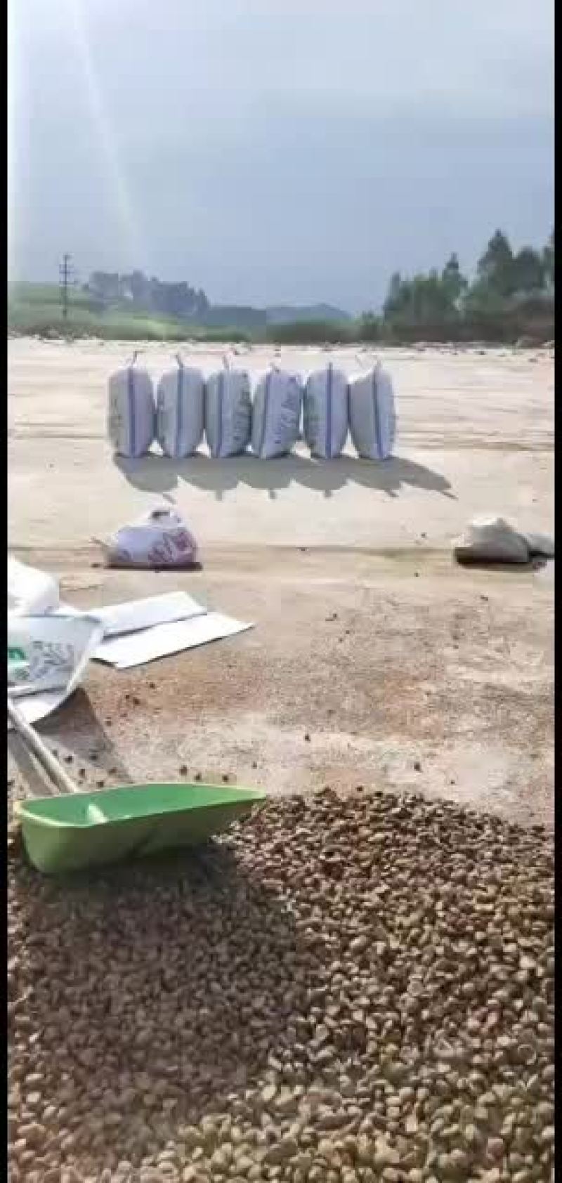 越南茶油籽，大量批发，欢迎选购