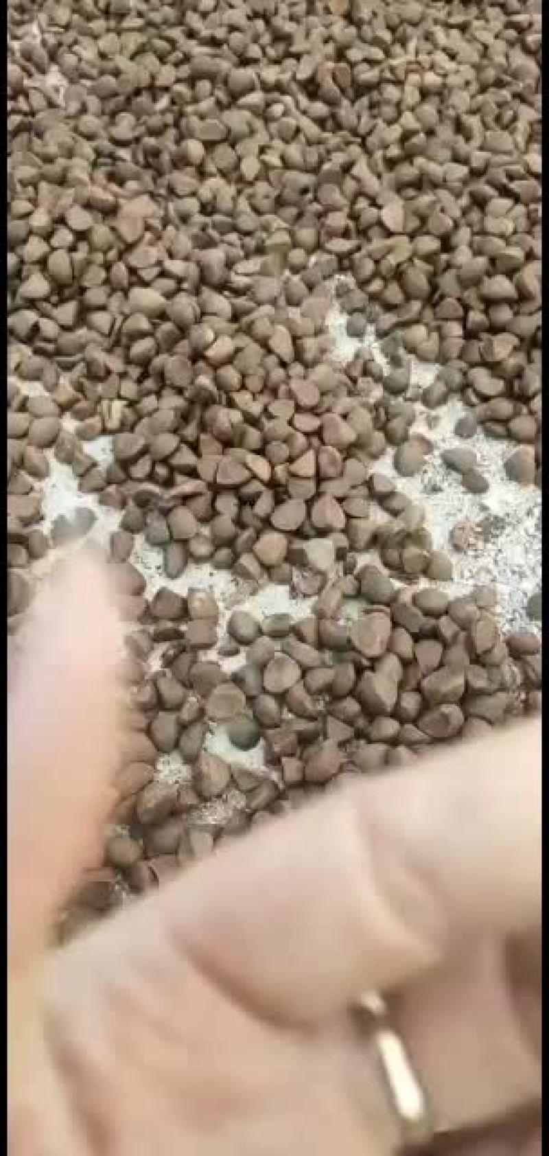越南茶油籽，大量批发，欢迎选购