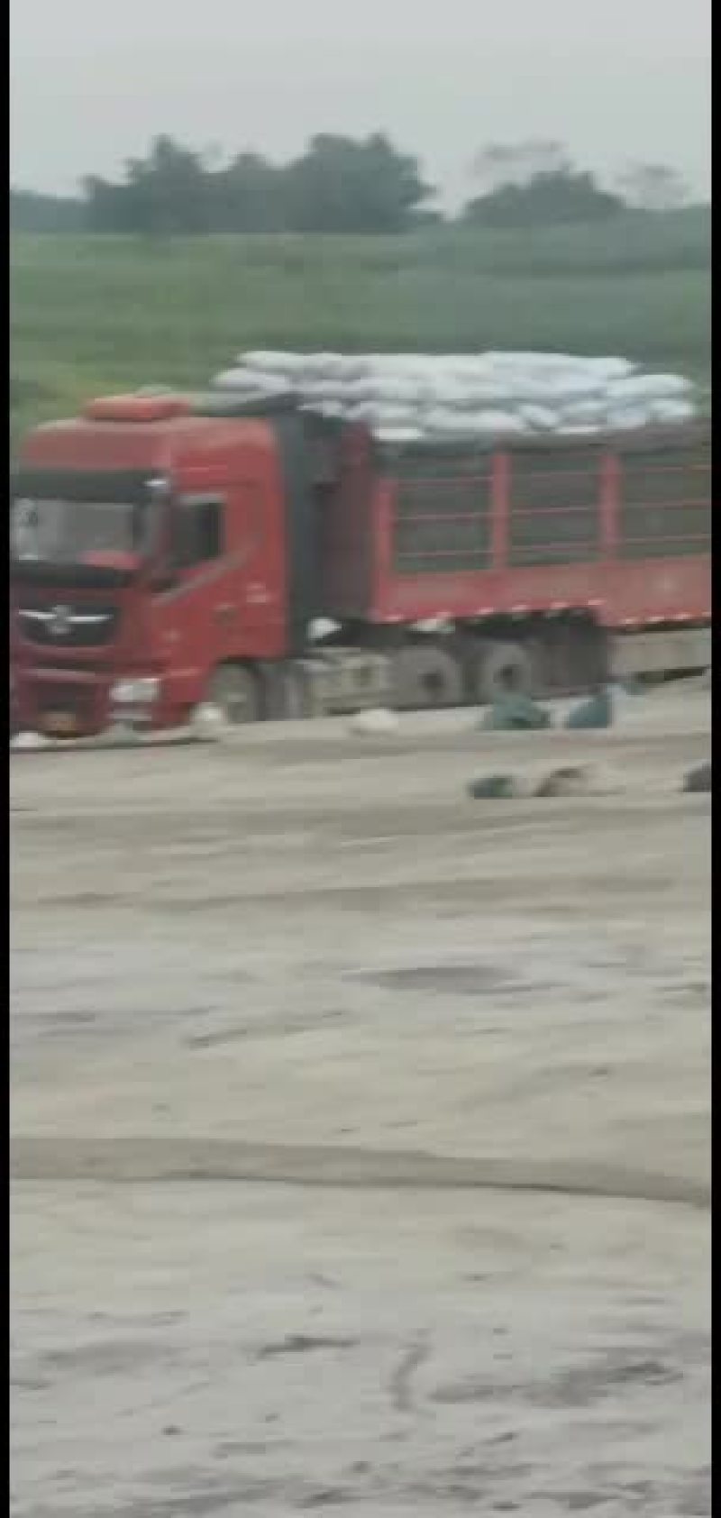 越南茶油籽，大量批发，欢迎选购