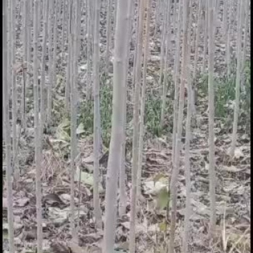 太康基地供应杜仲1一2公分