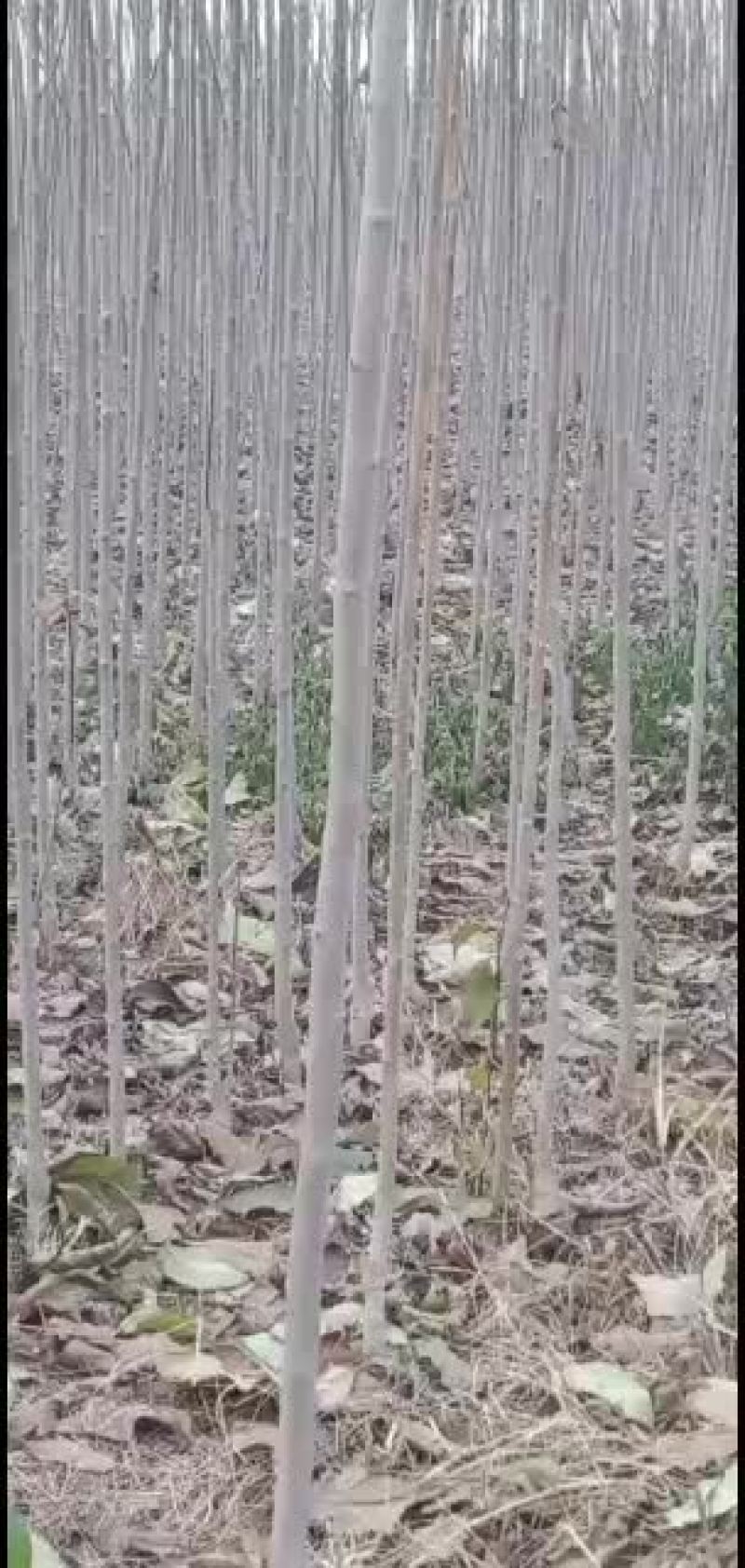 太康基地供应杜仲1一2公分
