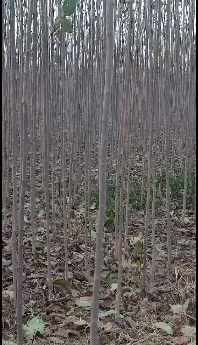 太康基地供应杜仲1一2公分