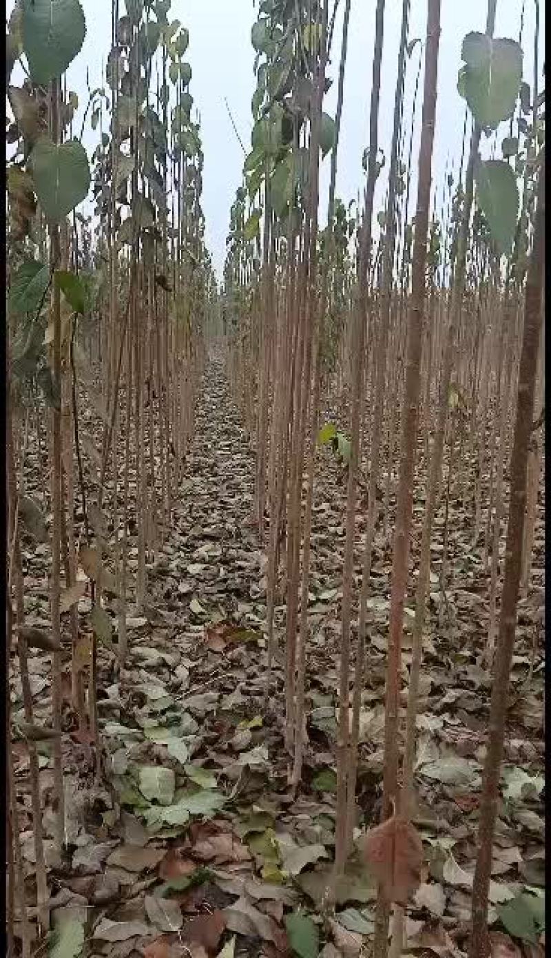 大量供应杜仲基地1一2公分万亩杜仲苗一质量好