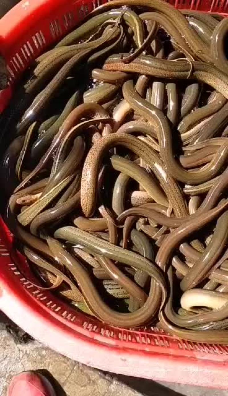 黄鳝：优品本土品种黄鳝大量有货各类水产批发