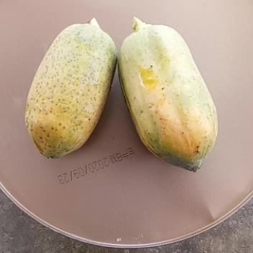 广西大白水果木瓜热销中