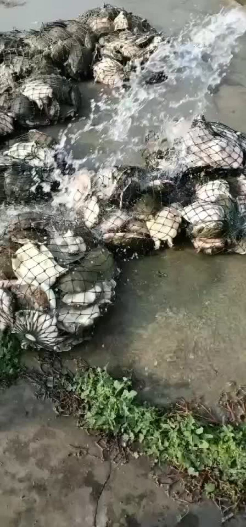 生态甲鱼养殖大量现货。。。。