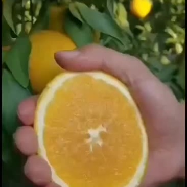 赣南脐橙一件代发，快递包邮