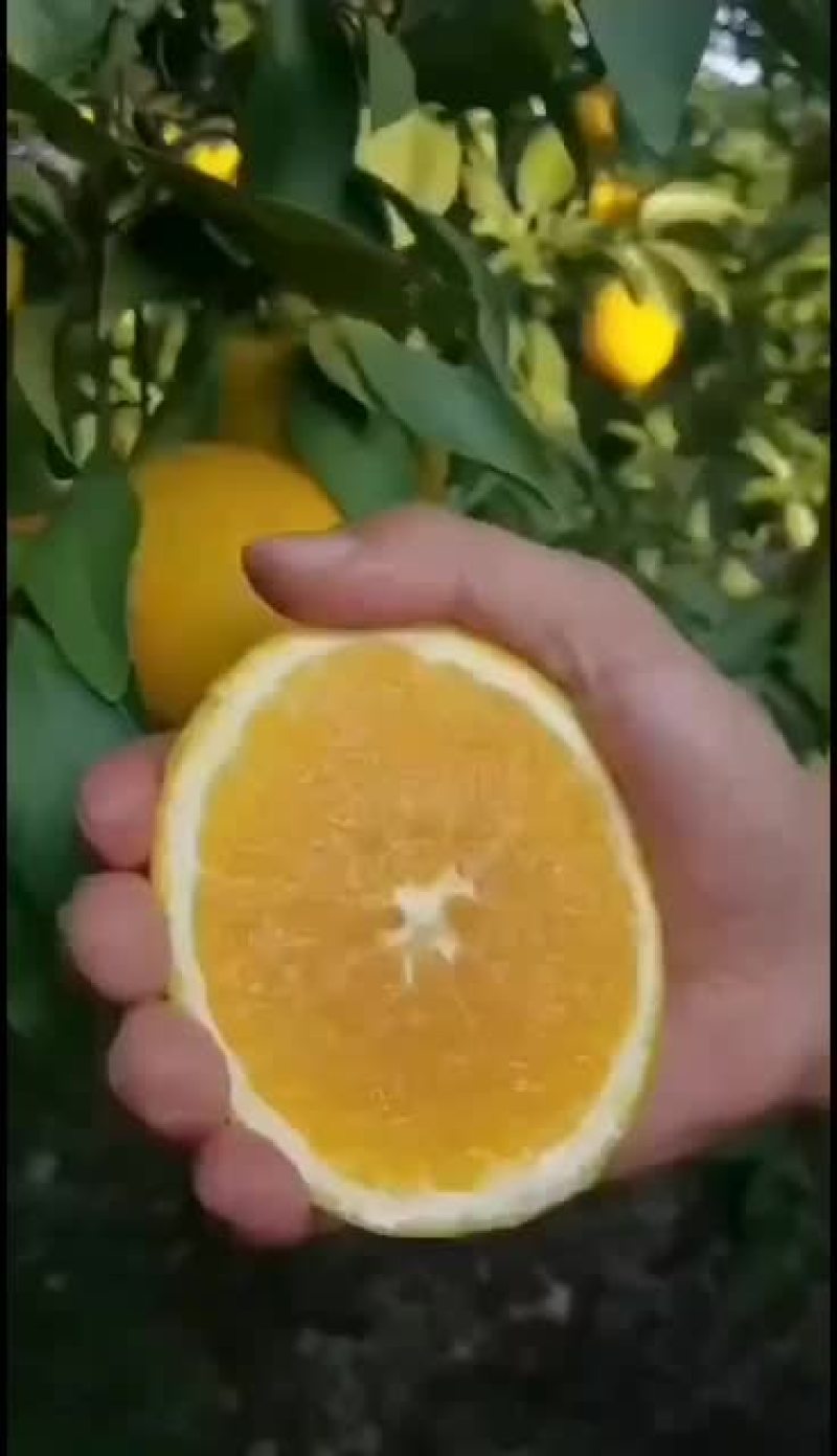 赣南脐橙一件代发，快递包邮