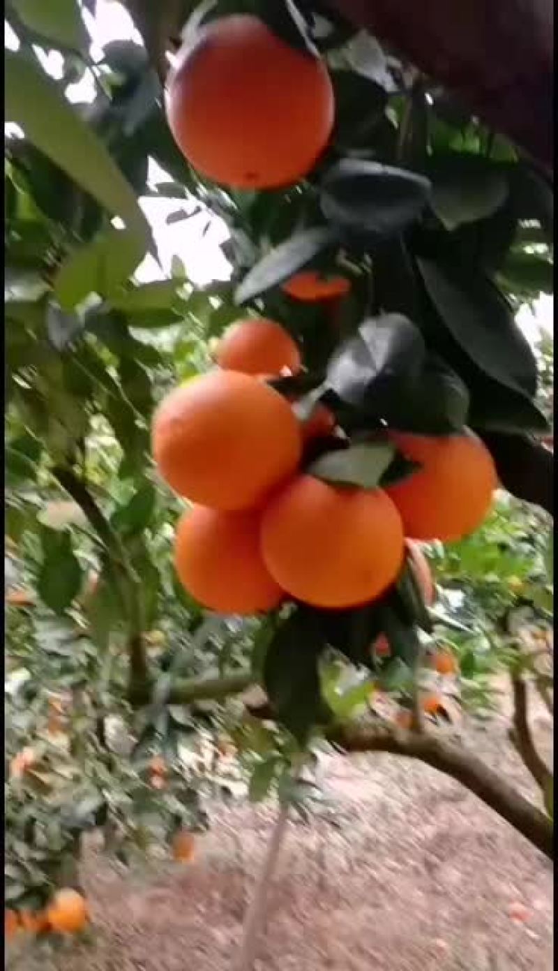 赣南脐橙一件代发，快递包邮