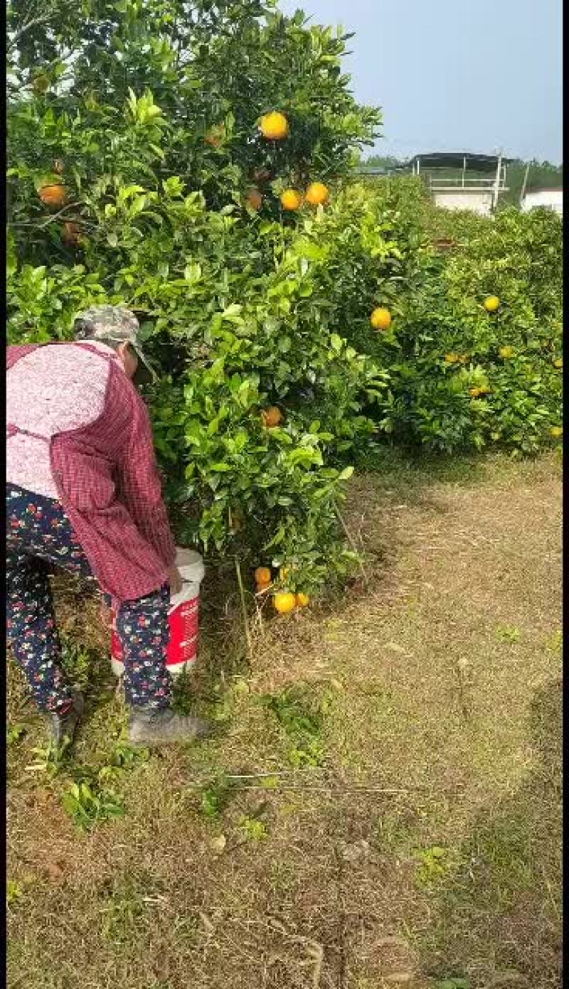 新宁脐橙纽荷尔、红心橙、7904橙子