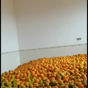 7905脐橙、纽荷尔、红心橙聊聊产品