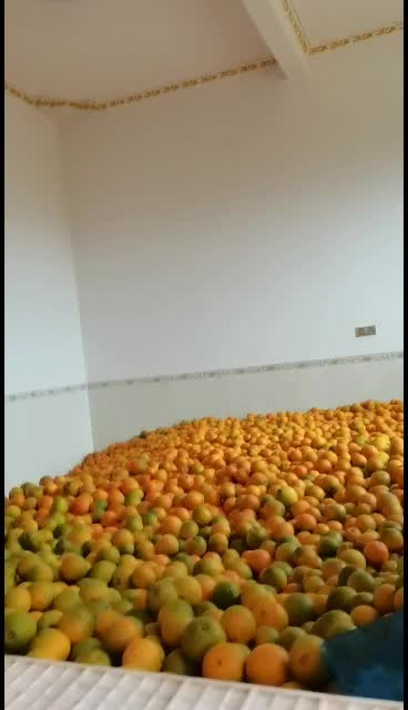 7905脐橙、纽荷尔、红心橙聊聊产品