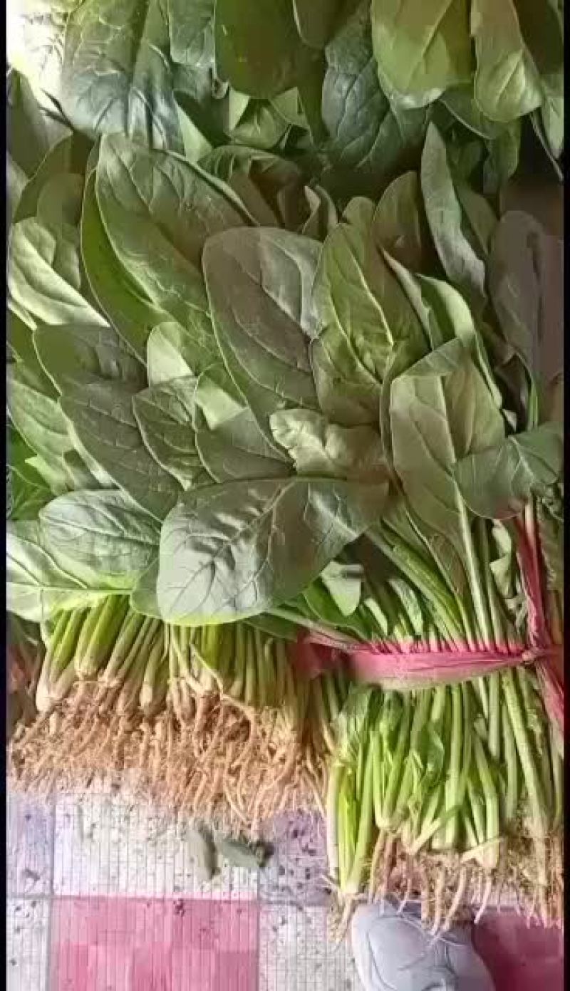 河北衡水菠菜大量上市了