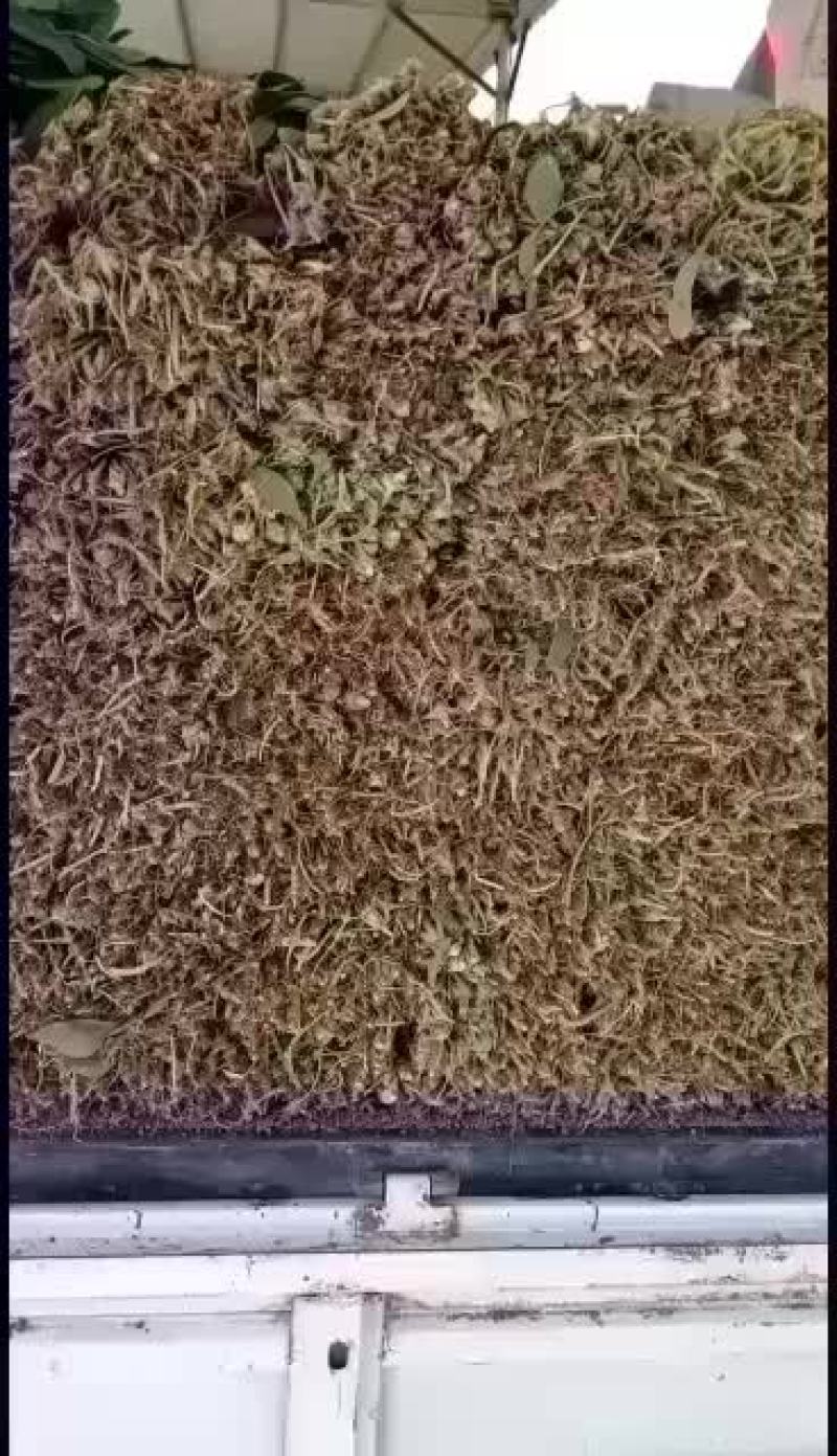 河北衡水菠菜大量上市了