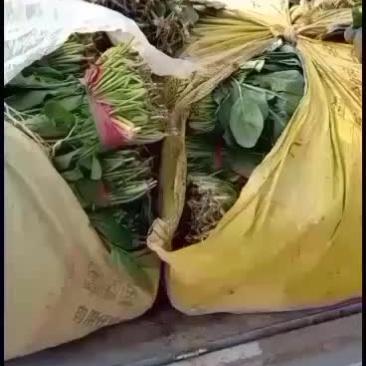 河北衡水菠菜大量上市了