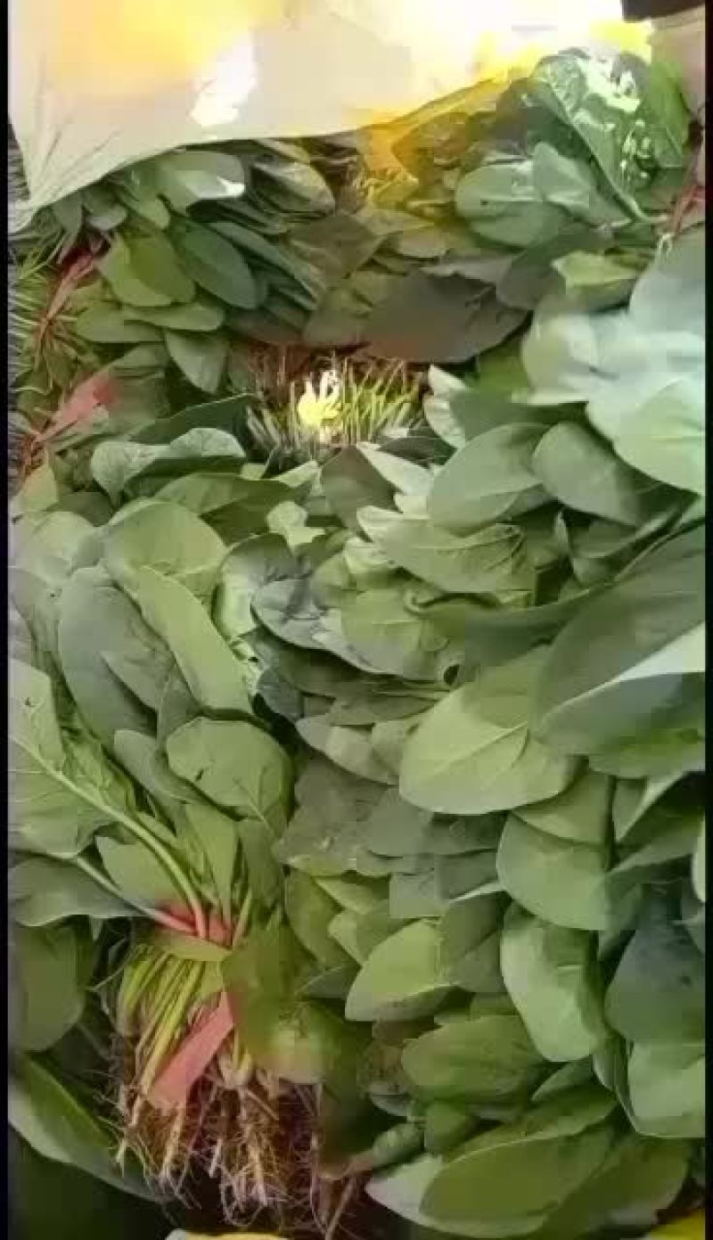 河北衡水菠菜大量上市了