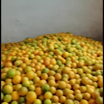 橙子纽荷尔崀山脐橙香甜欢迎你