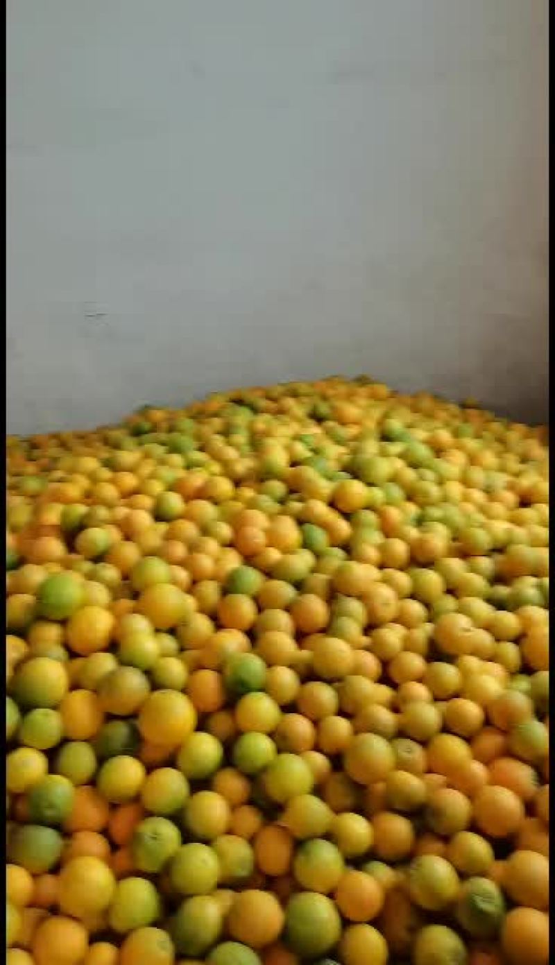 橙子纽荷尔崀山脐橙香甜欢迎你