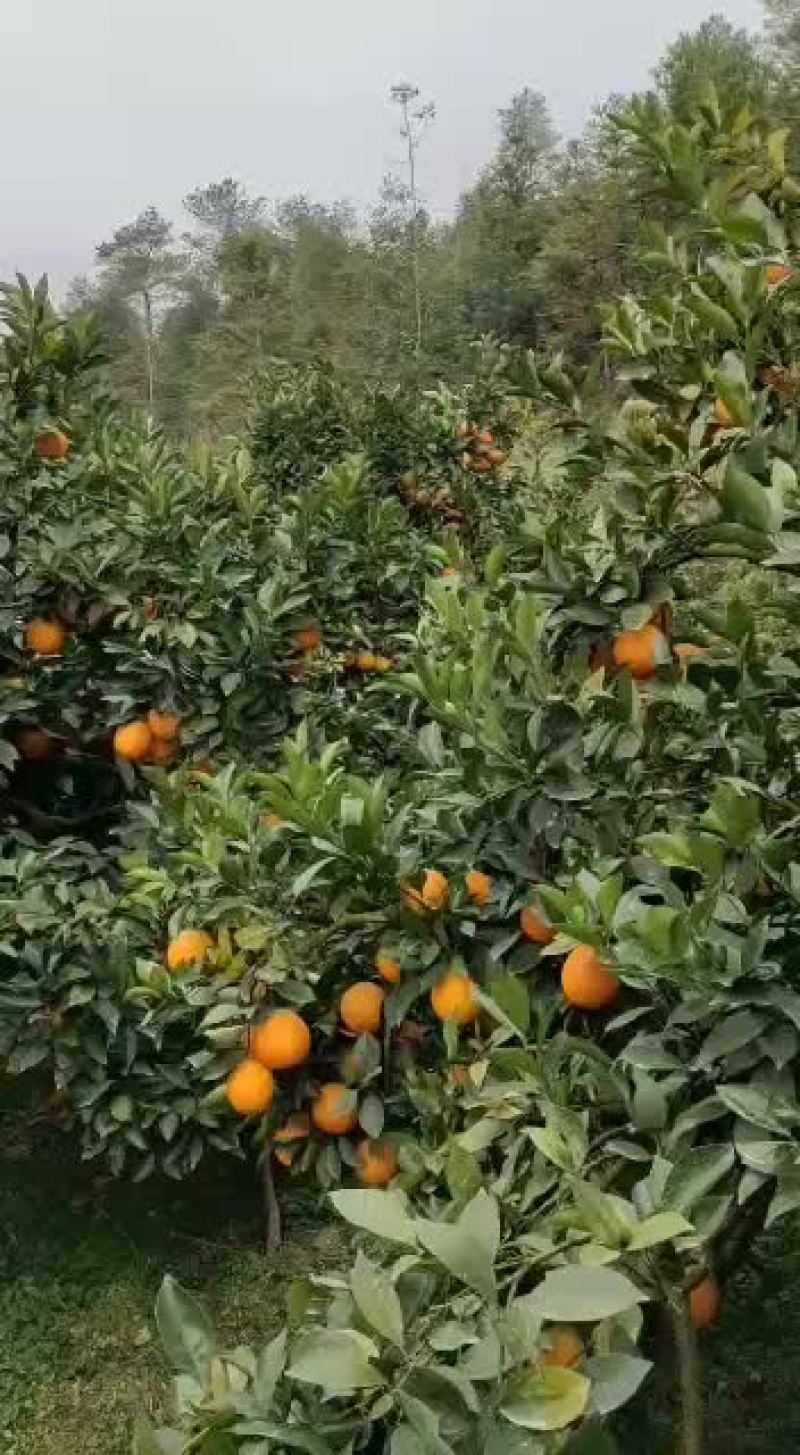 2021年赣南脐橙橙子新鲜应季水果批发产地一条龙服务