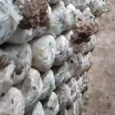 平菇，，，，，，，，，，，，