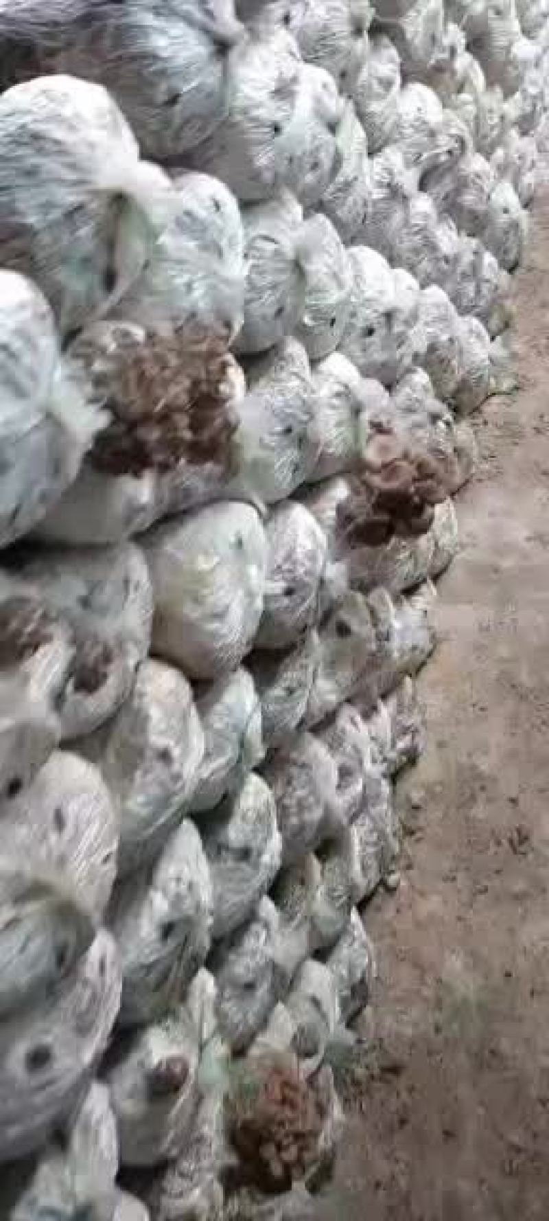 平菇，，，，，，，，，，，，
