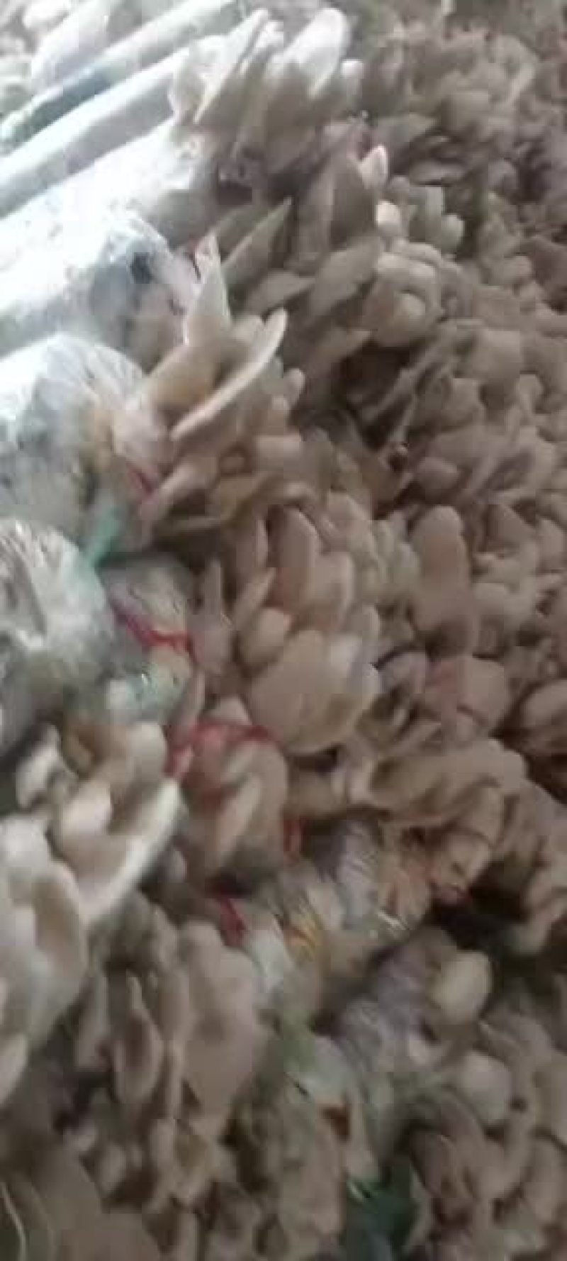 平菇，，，，，，，，，，，，