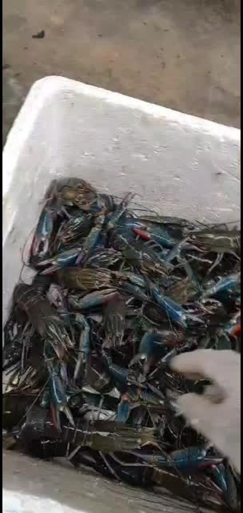澳洲淡水龙虾、澳洲龙虾、蓝龙虾
