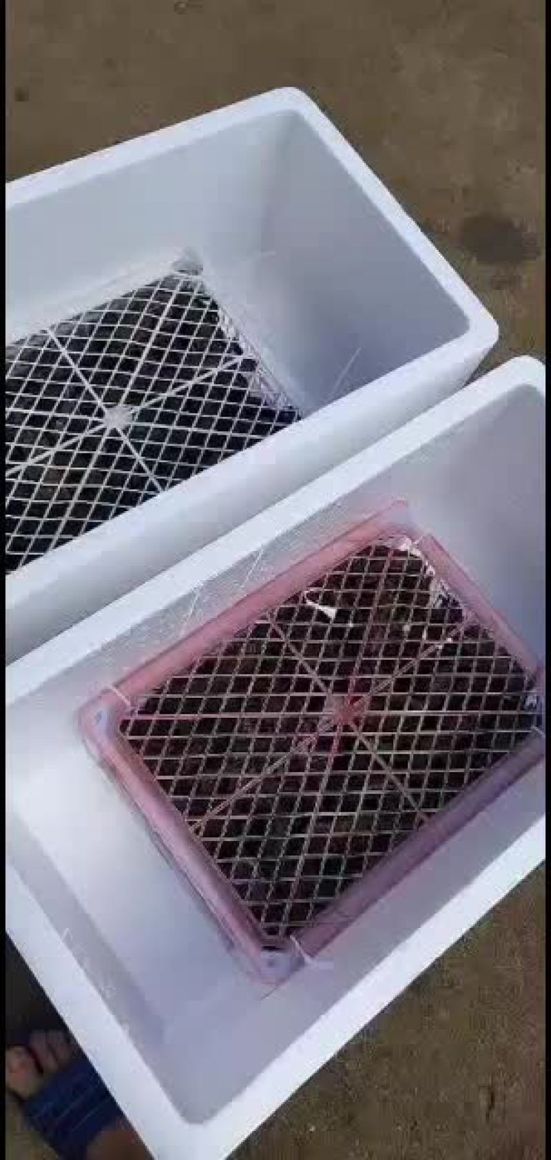 澳洲淡水龙虾、澳洲龙虾、蓝龙虾