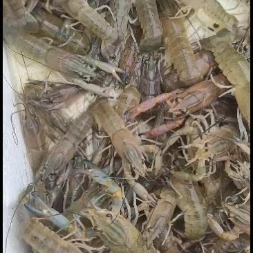 【长期供应】澳洲淡水龙虾苗，大小苗规格齐全，欢迎联系