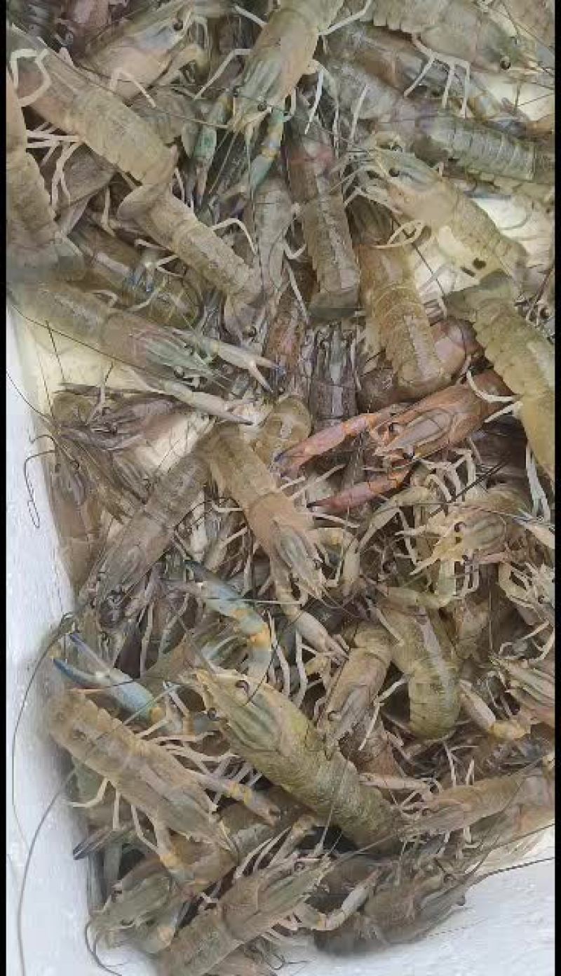 【长期供应】澳洲淡水龙虾苗，大小苗规格齐全，欢迎联系