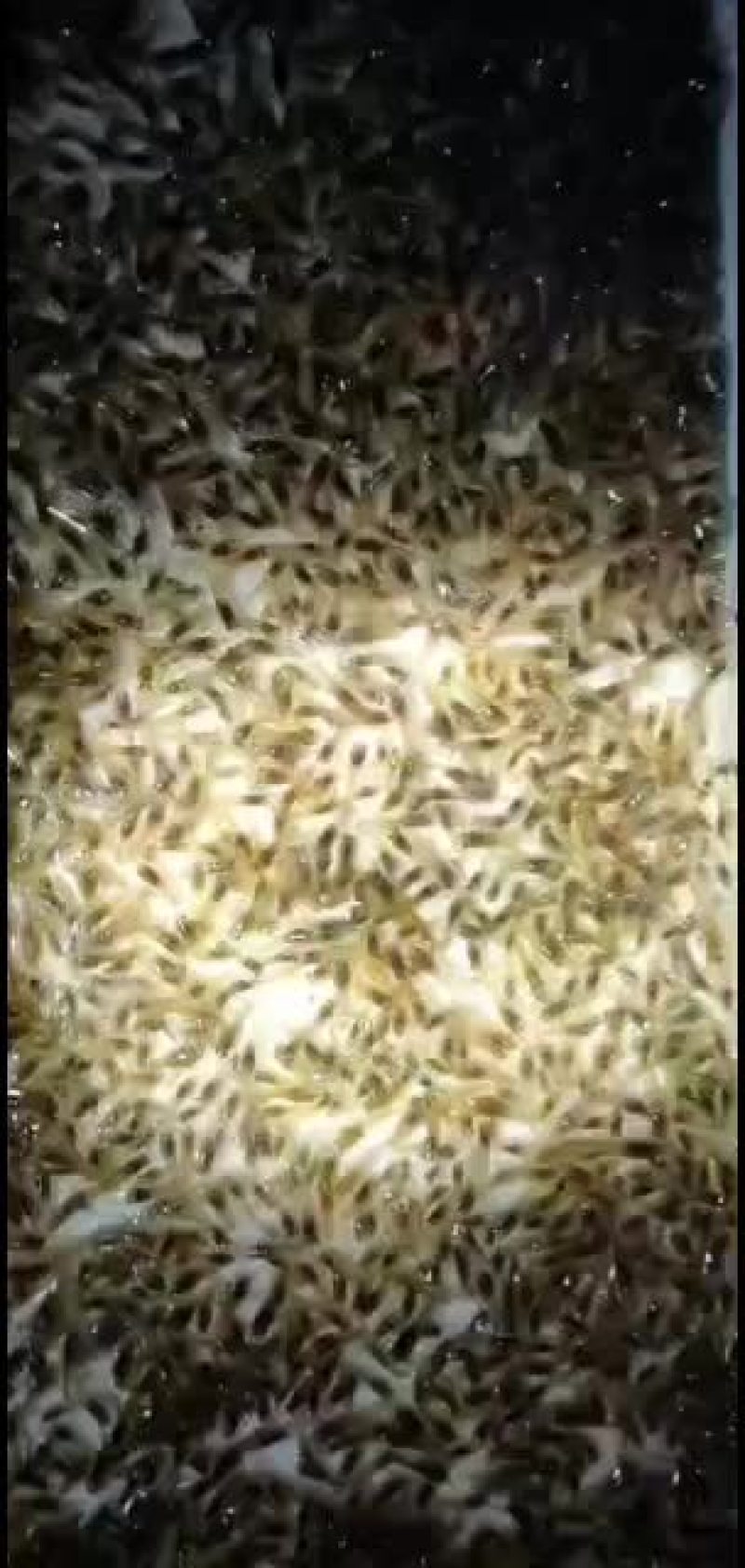 【长期供应】澳洲淡水龙虾苗，大小苗规格齐全，欢迎联系