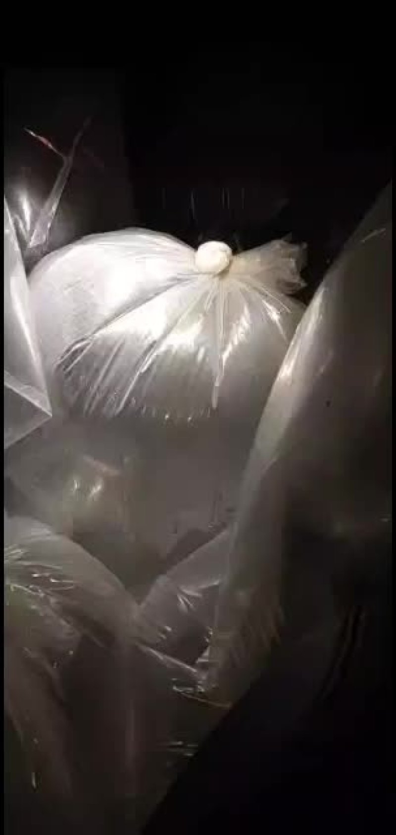 【长期供应】澳洲淡水龙虾苗，大小苗规格齐全，欢迎联系