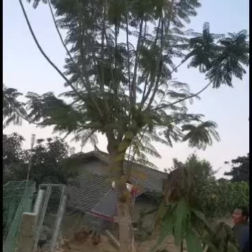 攀枝花//精品蓝花楹，攀枝花一手货源常年供应