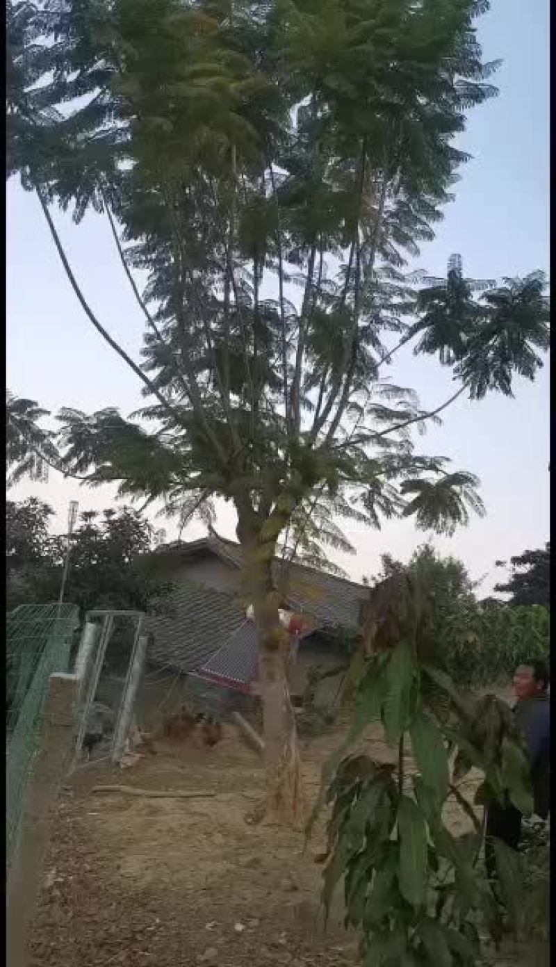 攀枝花//精品蓝花楹，攀枝花一手货源常年供应