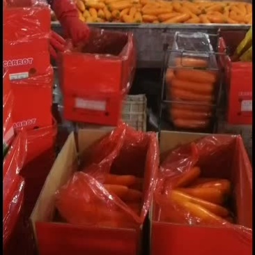精品水洗胡萝卜次品胡萝卜